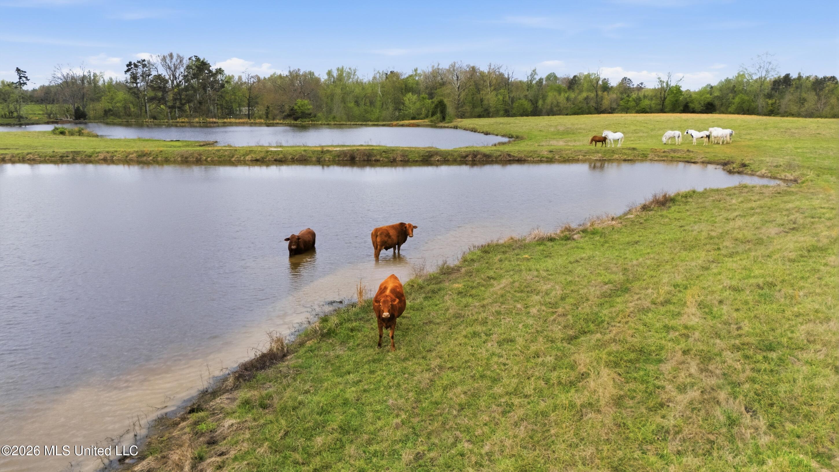 131 Laws Hill Road Holly Springs, MS 38635 - Photo 18 of 42 farm & land-016