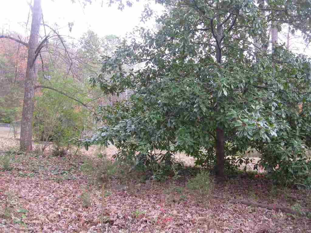 159 Ken Pat Acres Road Westminster, SC 29693 - Photo 4 of 14 Gallery Image 4