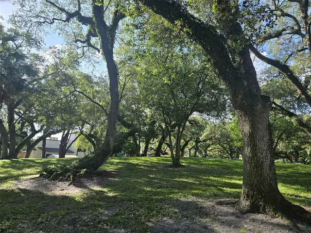a view of a trees in a yard