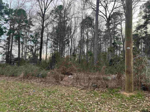 a view of a forest with trees in the background