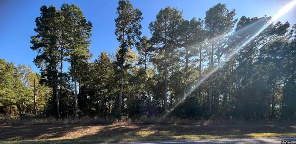 a view of a yard with plants