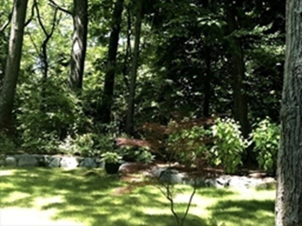 6 Nelson Drive Brookline, MA 02467 - Photo 40 of 42 a view of a tree