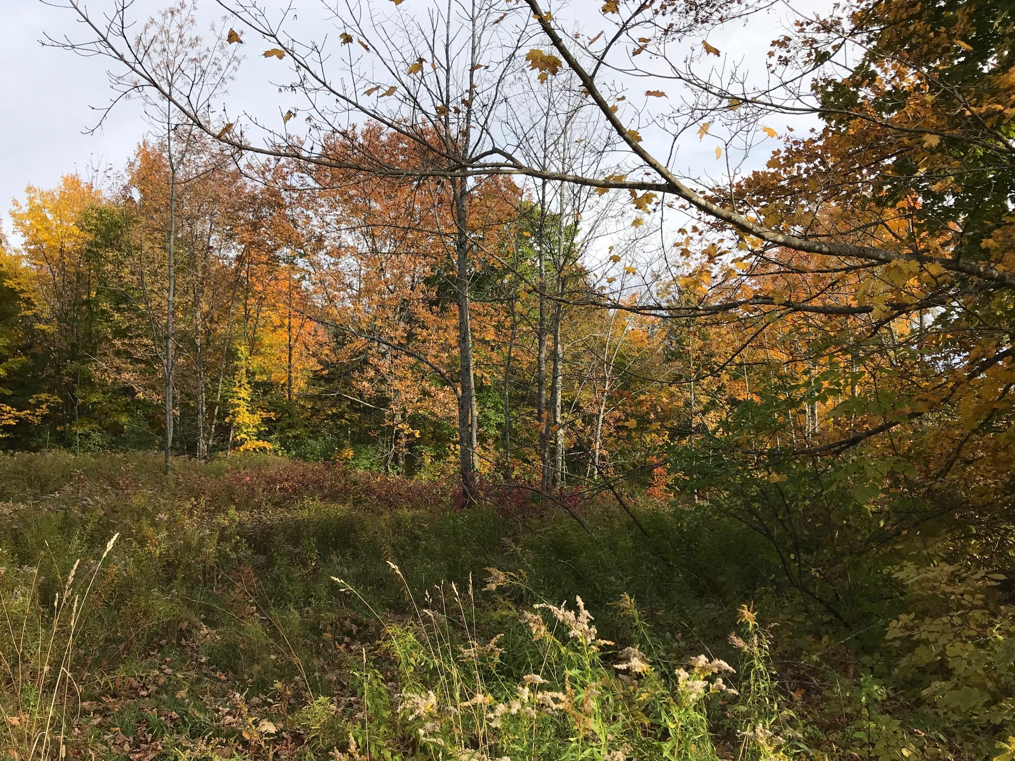 Lot 8 Oliver Hill Road Garland, ME 04939 - Photo 11 of 12 IMG_3811