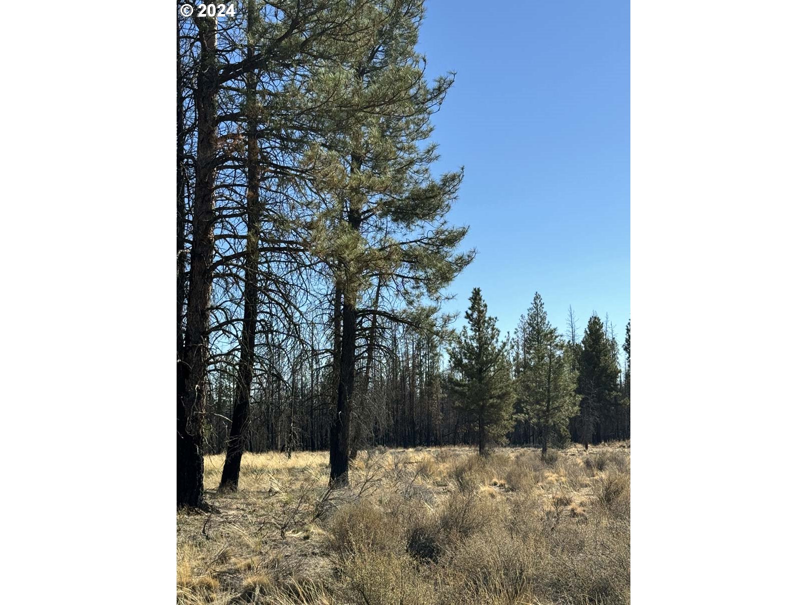 Bull Pine Road, Unit 500 Beatty, OR 97621 - Photo 4 of 48 a view of side of a yard