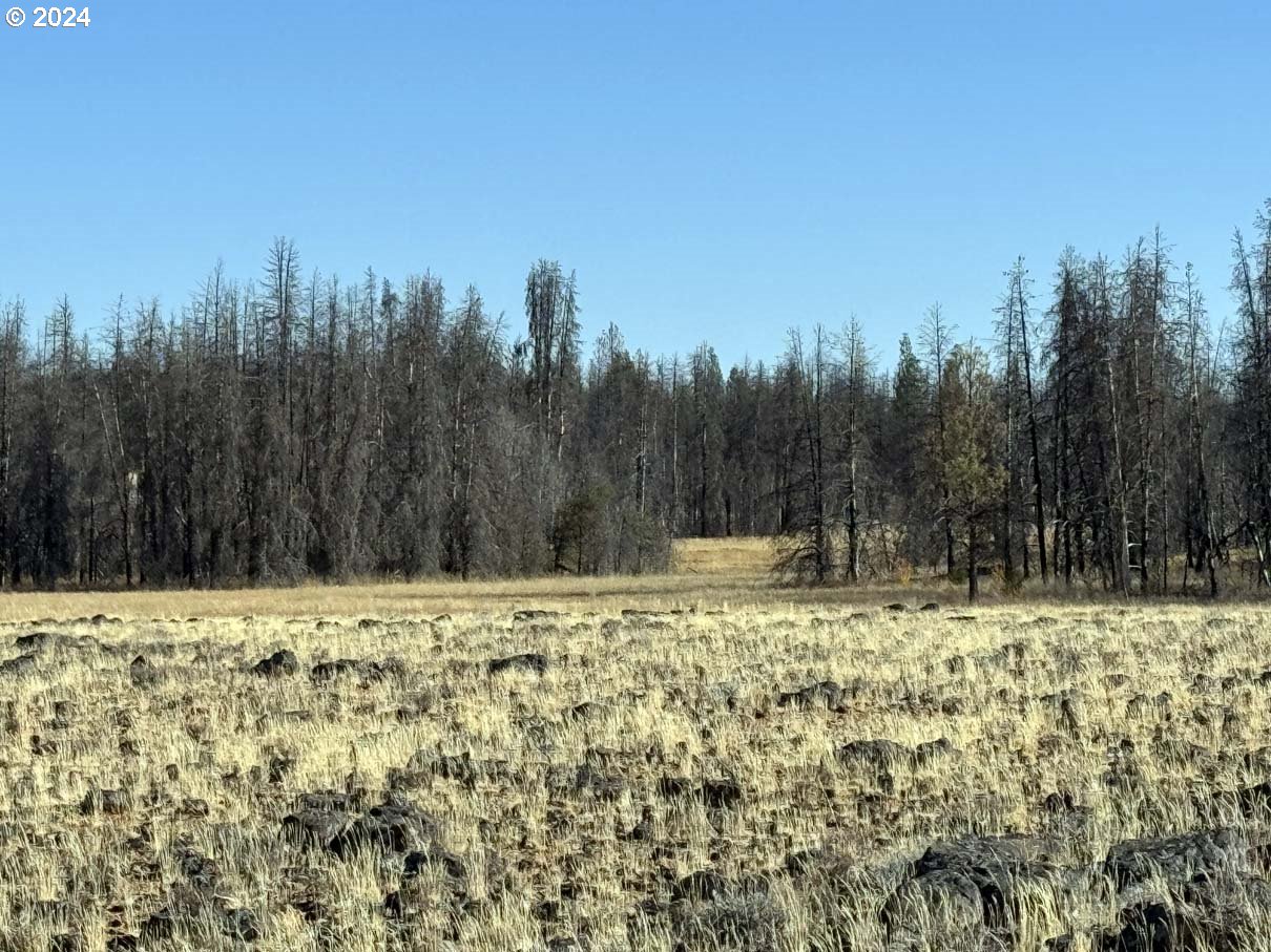 Bull Pine Road, Unit 500 Beatty, OR 97621 - Photo 9 of 48 a view of a yard with trees in the background