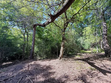 a view of a forest with trees in the background