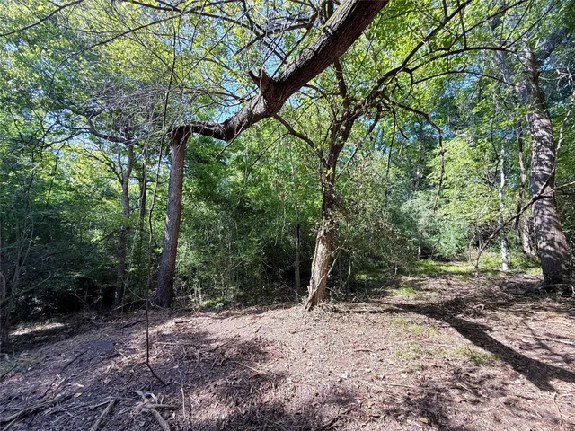 a view of a forest with trees in the background