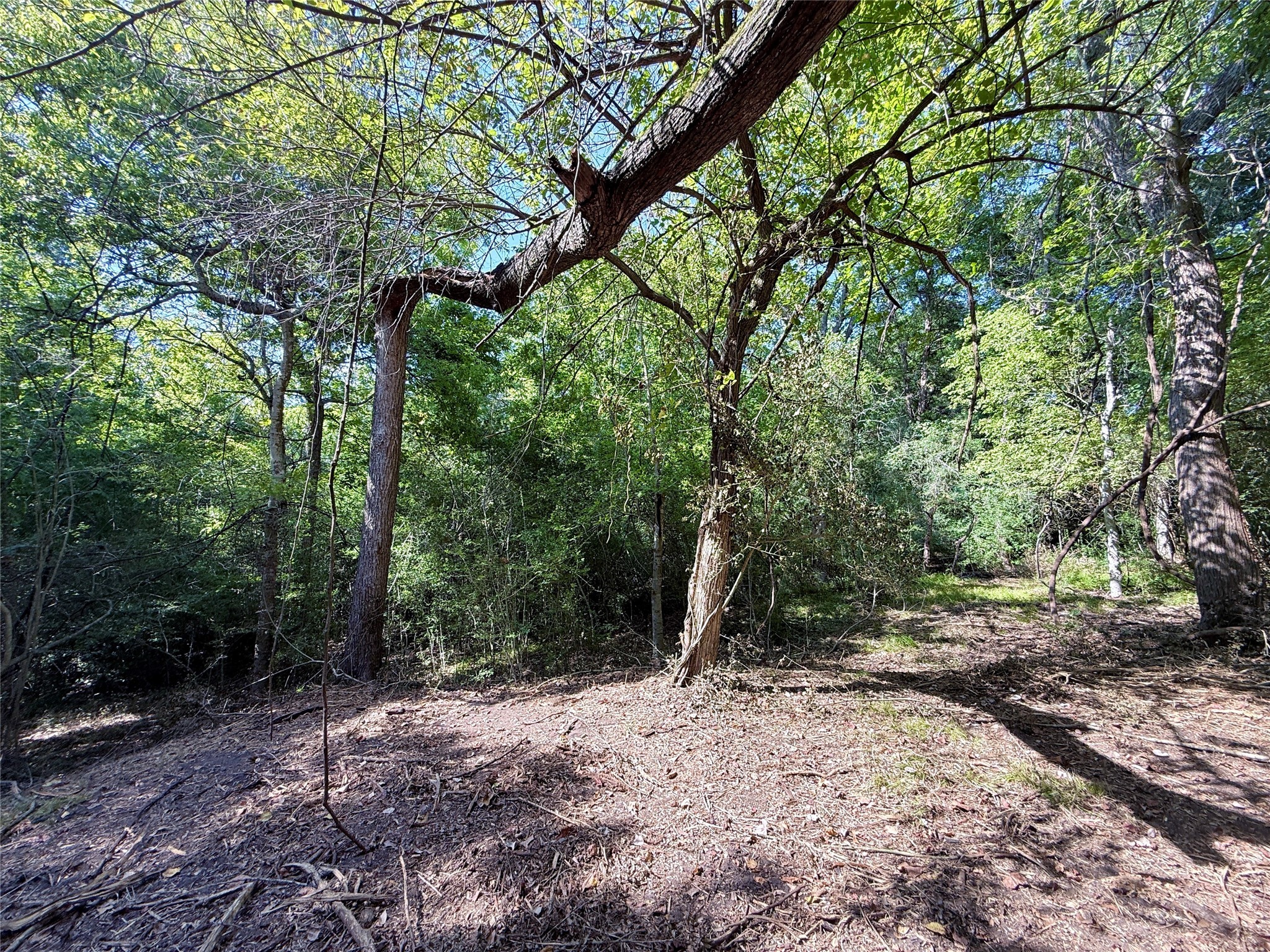 Tbd Flewellen Road Brenham, TX 77833 - Photo 11 of 25 a view of a forest with trees in the background