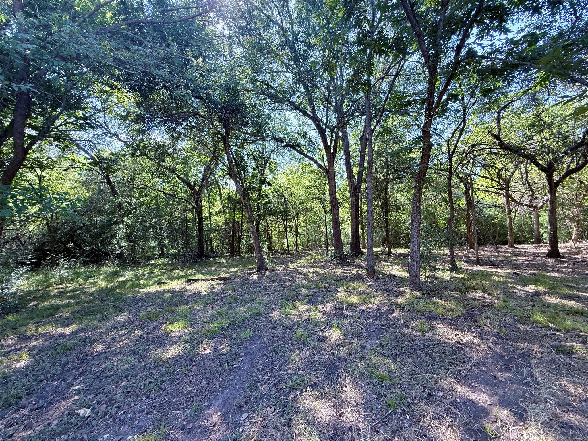 Tbd Flewellen Road Brenham, TX 77833 - Photo 21 of 25 a view of a forest with trees in the background