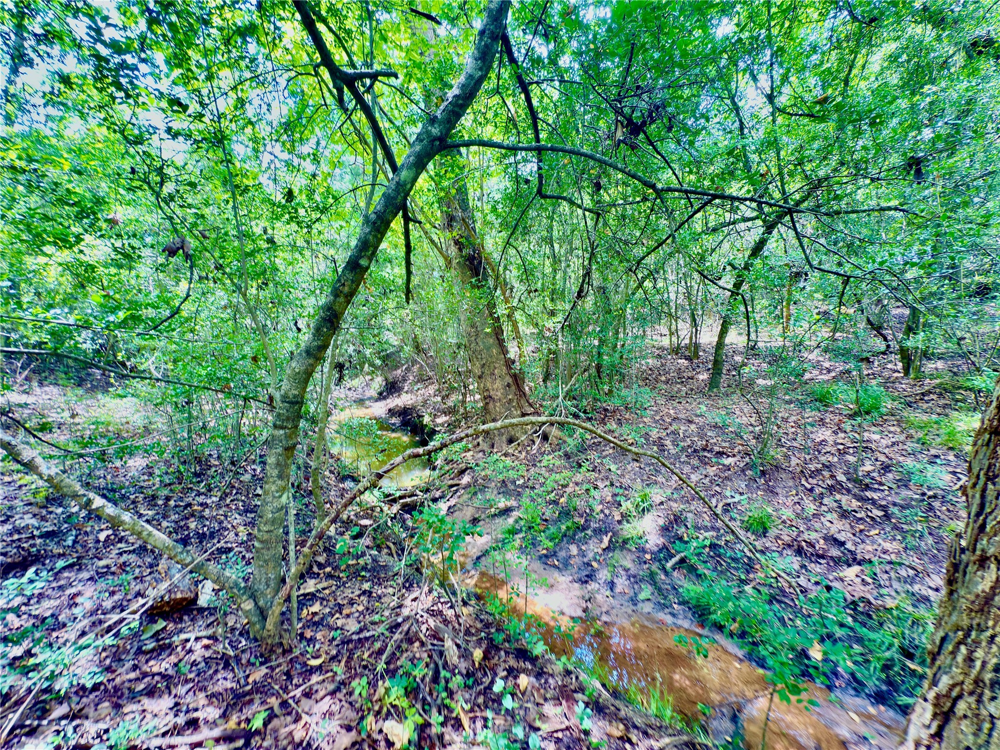Tbd Flewellen Road Brenham, TX 77833 - Photo 22 of 25 a view of a garden with plants and large trees