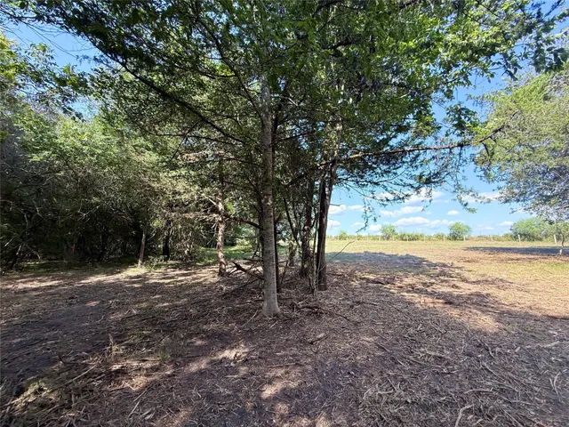 a view of a yard with lots of trees