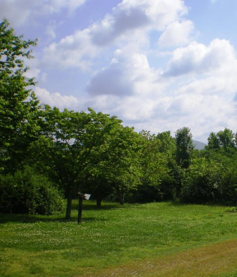 7377 Old Tuckaleechee Road Townsend, TN 37882 - Photo 19 of 19 Yardtowardsorchard