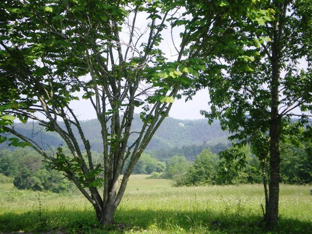 7377 Old Tuckaleechee Road Townsend, TN 37882 - Photo 6 of 19 Yardbackclose