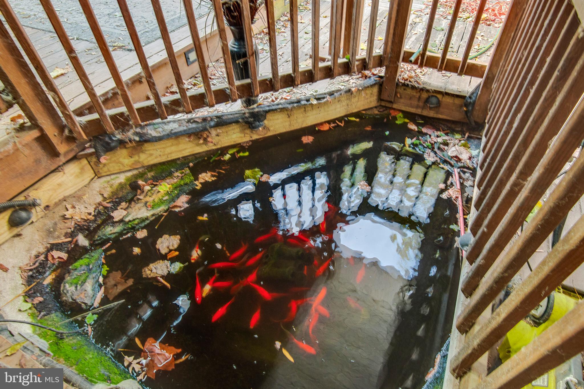 1624 Bay Ridge Road Edgewater, MD 21037 - Photo 31 of 34 Goldfish pond