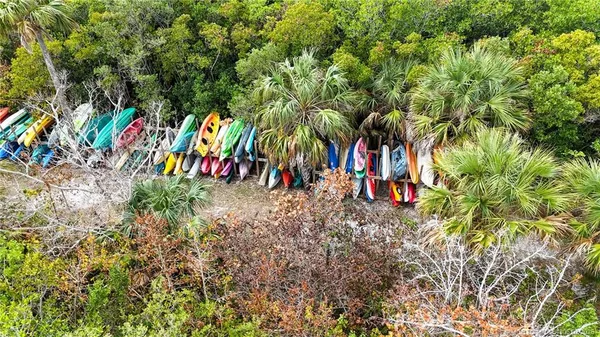 a view of a palm tree