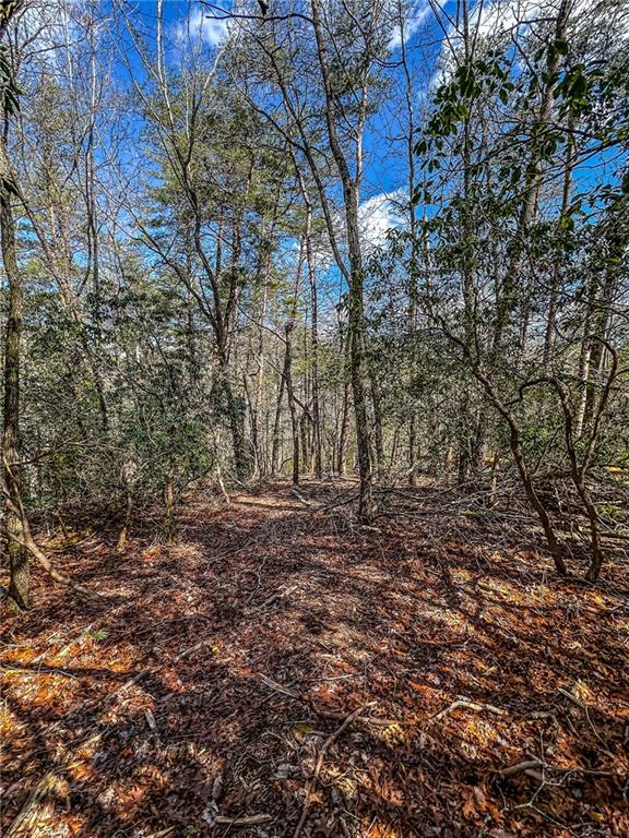 0 T S Jarrard Road Dahlonega, GA 30533 - Photo 23 of 43 a view of a yard with trees