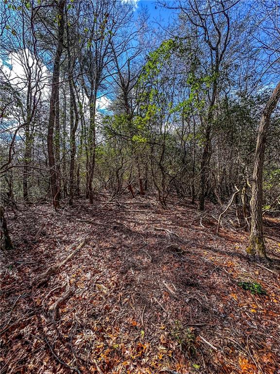 0 T S Jarrard Road Dahlonega, GA 30533 - Photo 25 of 43 a big yard with lots of green space