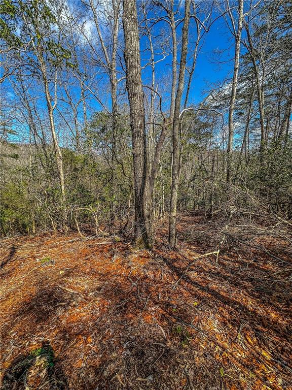 0 T S Jarrard Road Dahlonega, GA 30533 - Photo 26 of 43 a view of a yard with plants and trees
