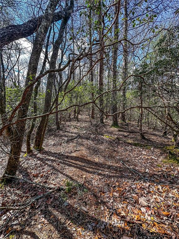 0 T S Jarrard Road Dahlonega, GA 30533 - Photo 27 of 43 a view of a yard with plants and trees