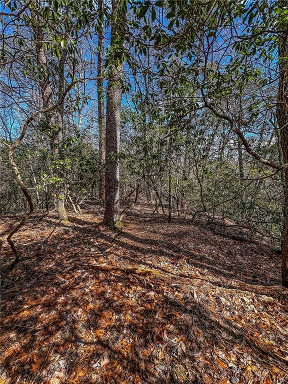 0 T S Jarrard Road Dahlonega, GA 30533 - Photo 29 of 43 a view of a forest with trees
