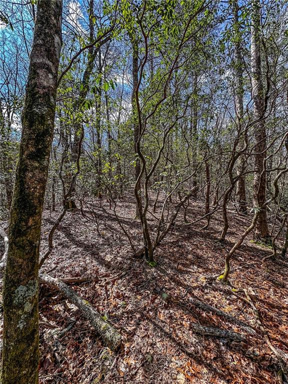 0 T S Jarrard Road Dahlonega, GA 30533 - Photo 35 of 43 a view of a yard with a tree