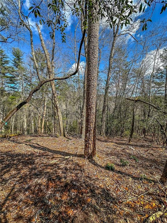 0 T S Jarrard Road Dahlonega, GA 30533 - Photo 5 of 43 a view of a backyard with large trees