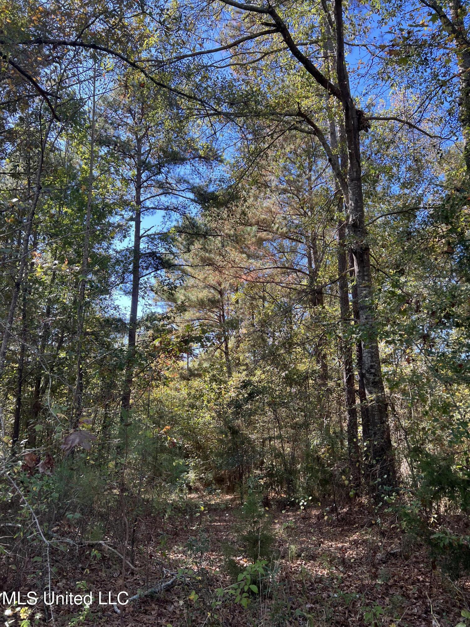 3010 Roberts Road Carthage, MS 39051 - Photo 14 of 25 IMG_8346