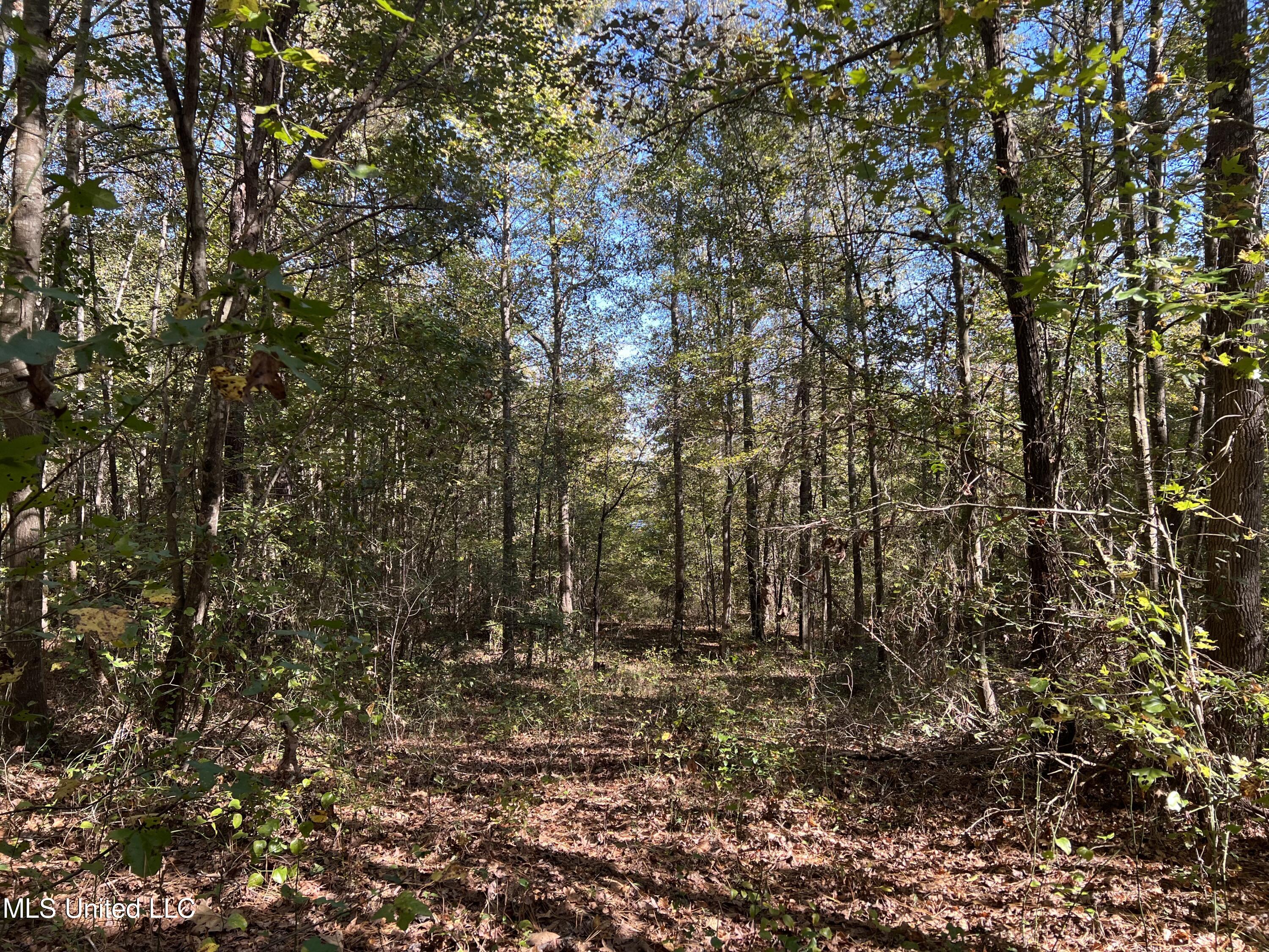 3010 Roberts Road Carthage, MS 39051 - Photo 2 of 25 IMG_8334