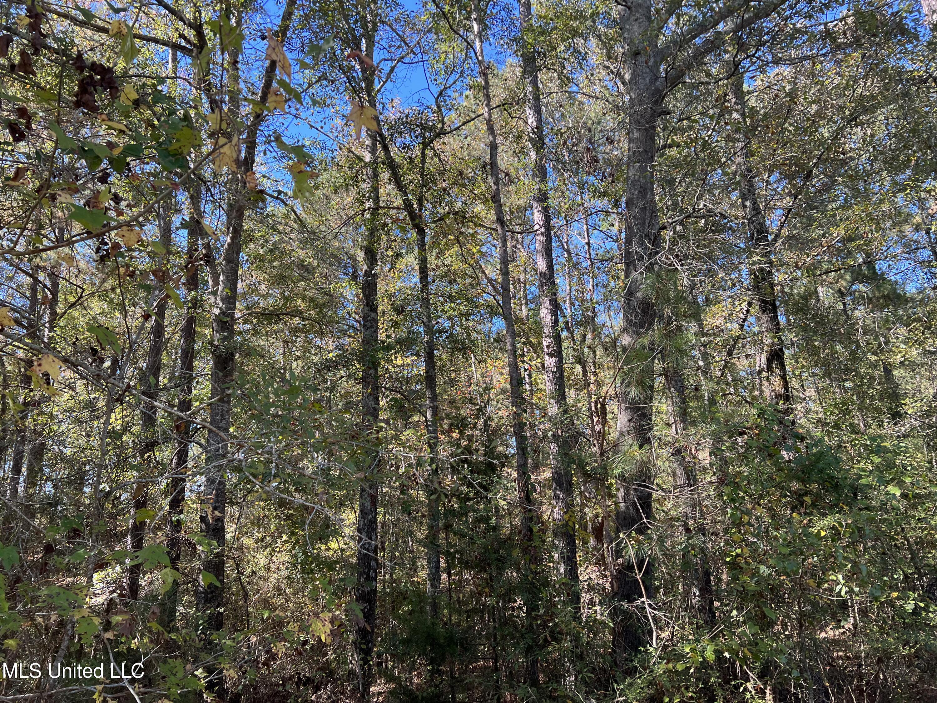 3010 Roberts Road Carthage, MS 39051 - Photo 10 of 25 IMG_8342