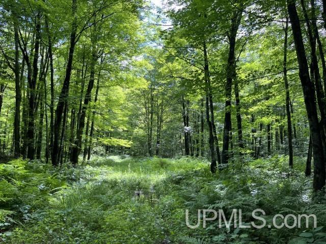 40-acres New DNR Road Crystal Falls, MI 49920 - Photo 13 of 46
