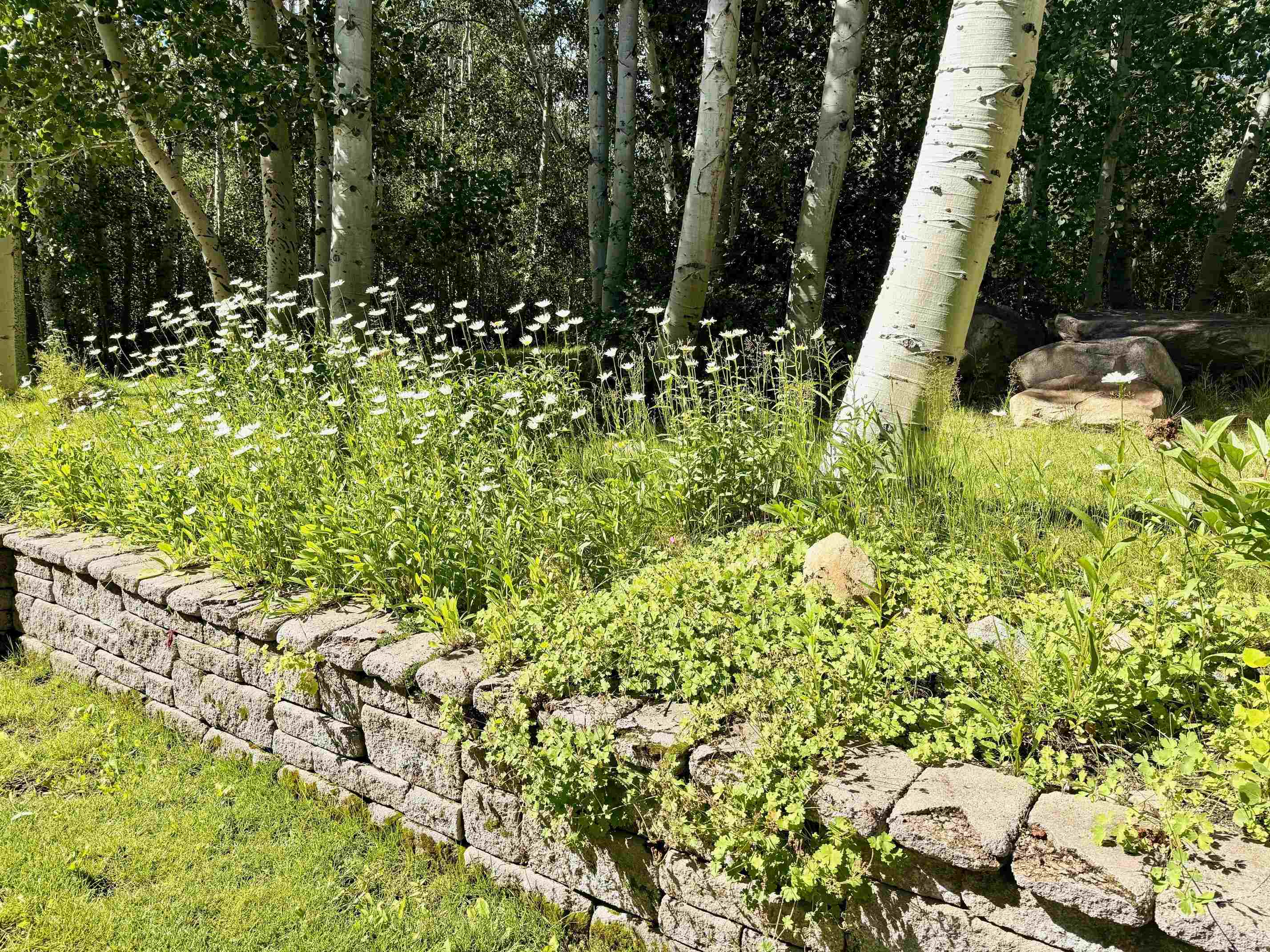 22 Juniper Drive, Unit 2 Mammoth Lakes, CA 93546 - Photo 37 of 50 a view of yard with green space
