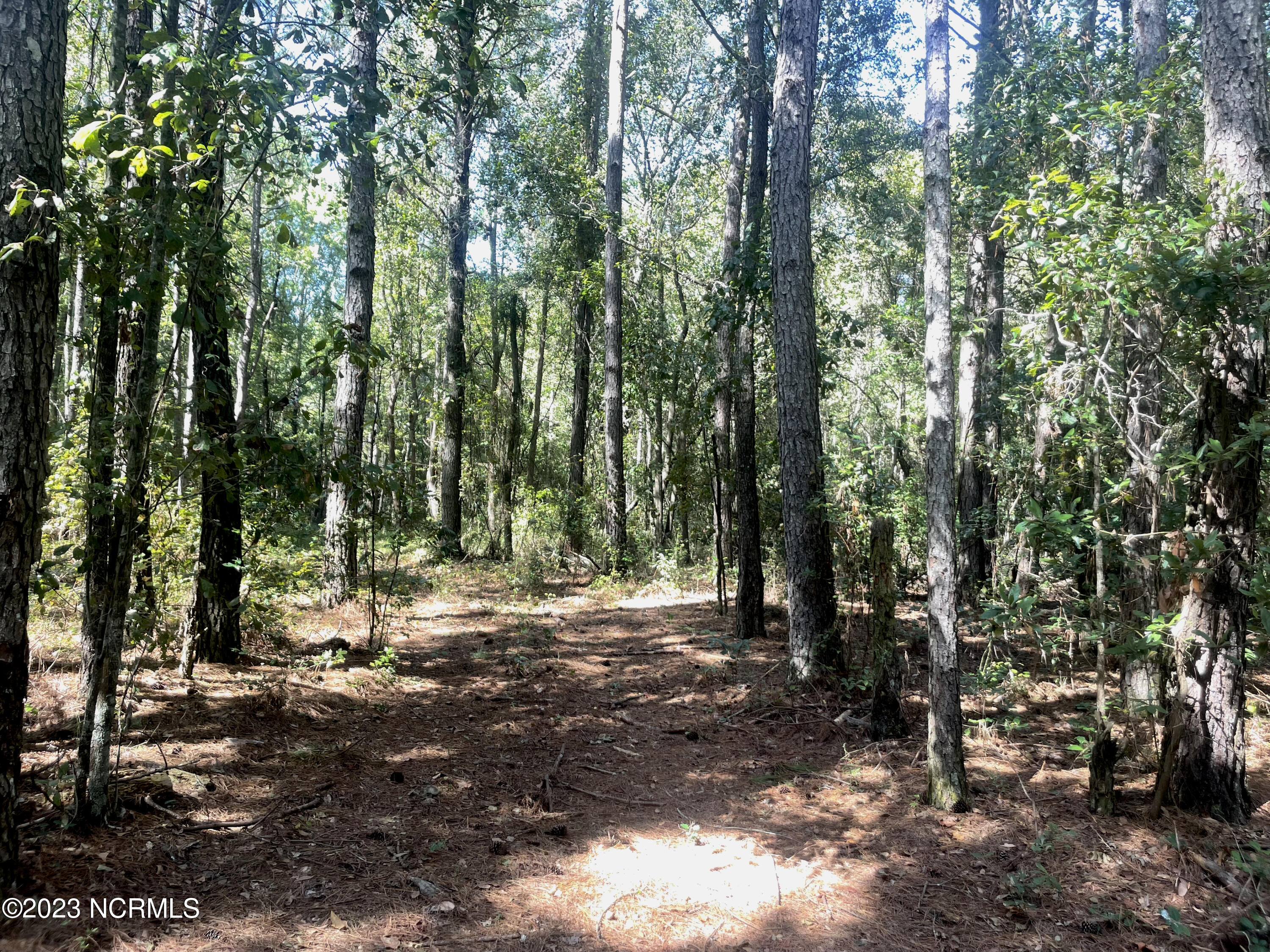 0 Chestnutt Road Warsaw, NC 28398 - Photo 12 of 16 Woods 1