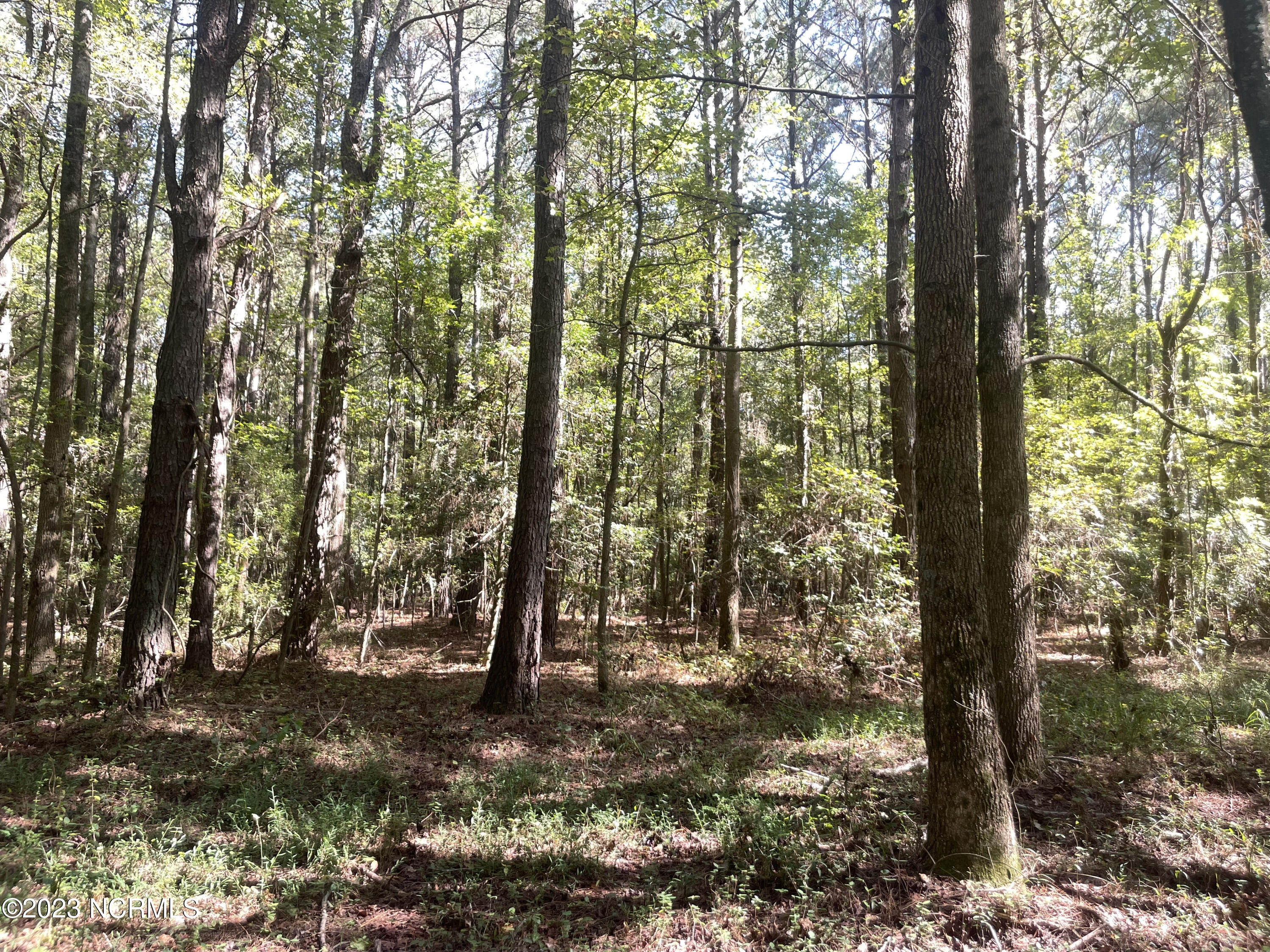0 Chestnutt Road Warsaw, NC 28398 - Photo 14 of 16 Woods 4