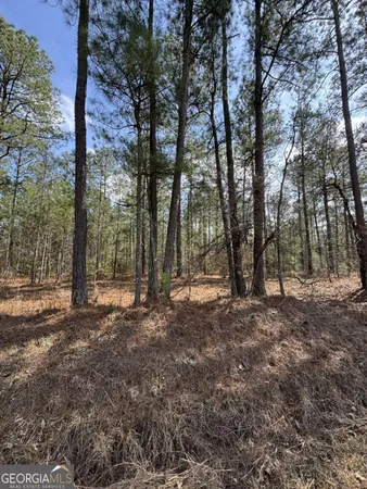a view of a forest with trees in the background