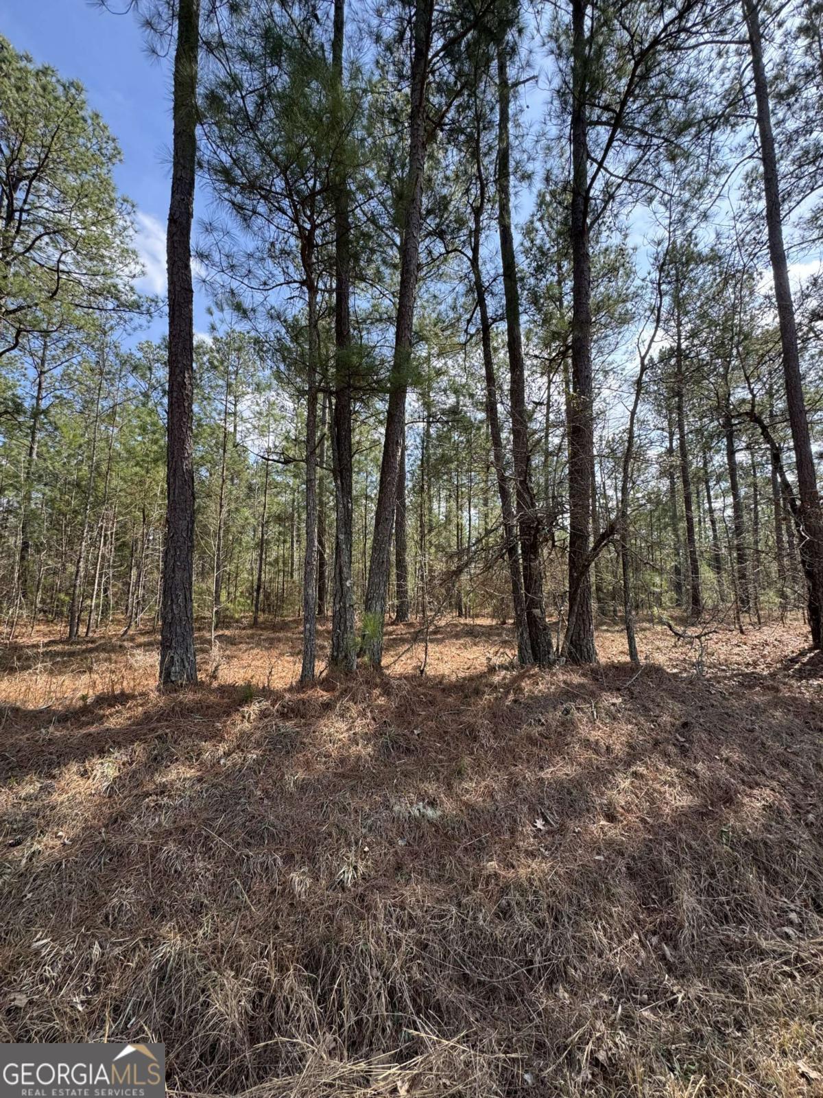 0 Anthony Shoals Road Tignall, GA 30668 - Photo 3 of 4 a view of a forest with trees in the background