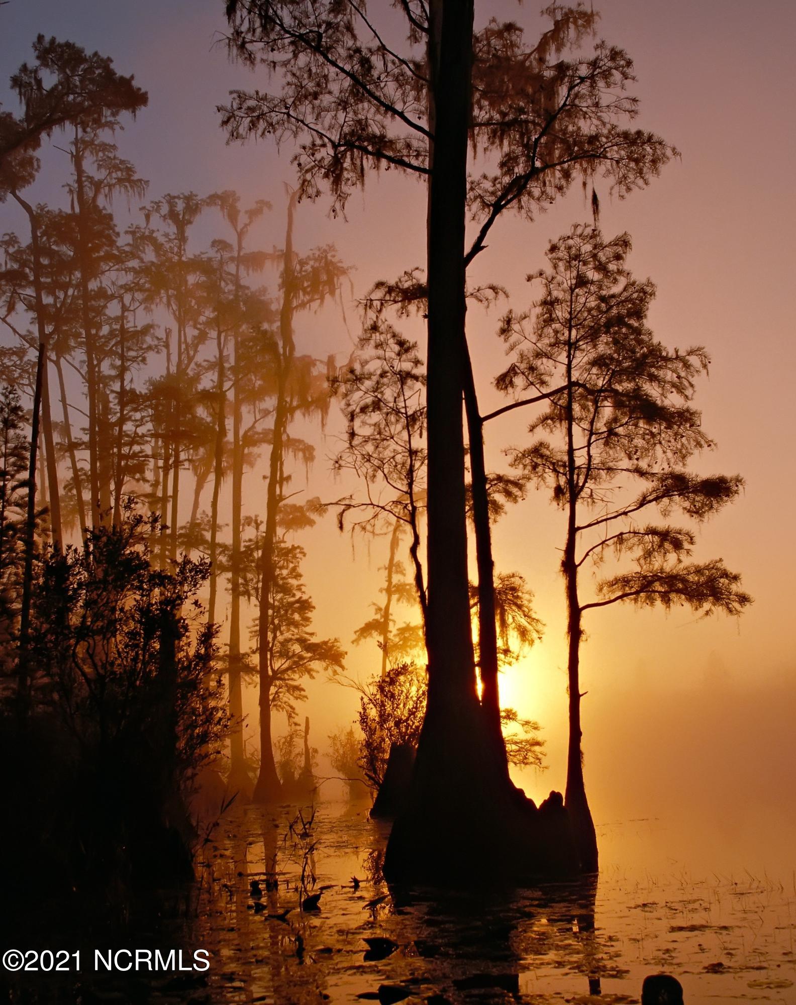 1 Acacia Road Hampstead, NC 28443 - Photo 4 of 6 cyress tree