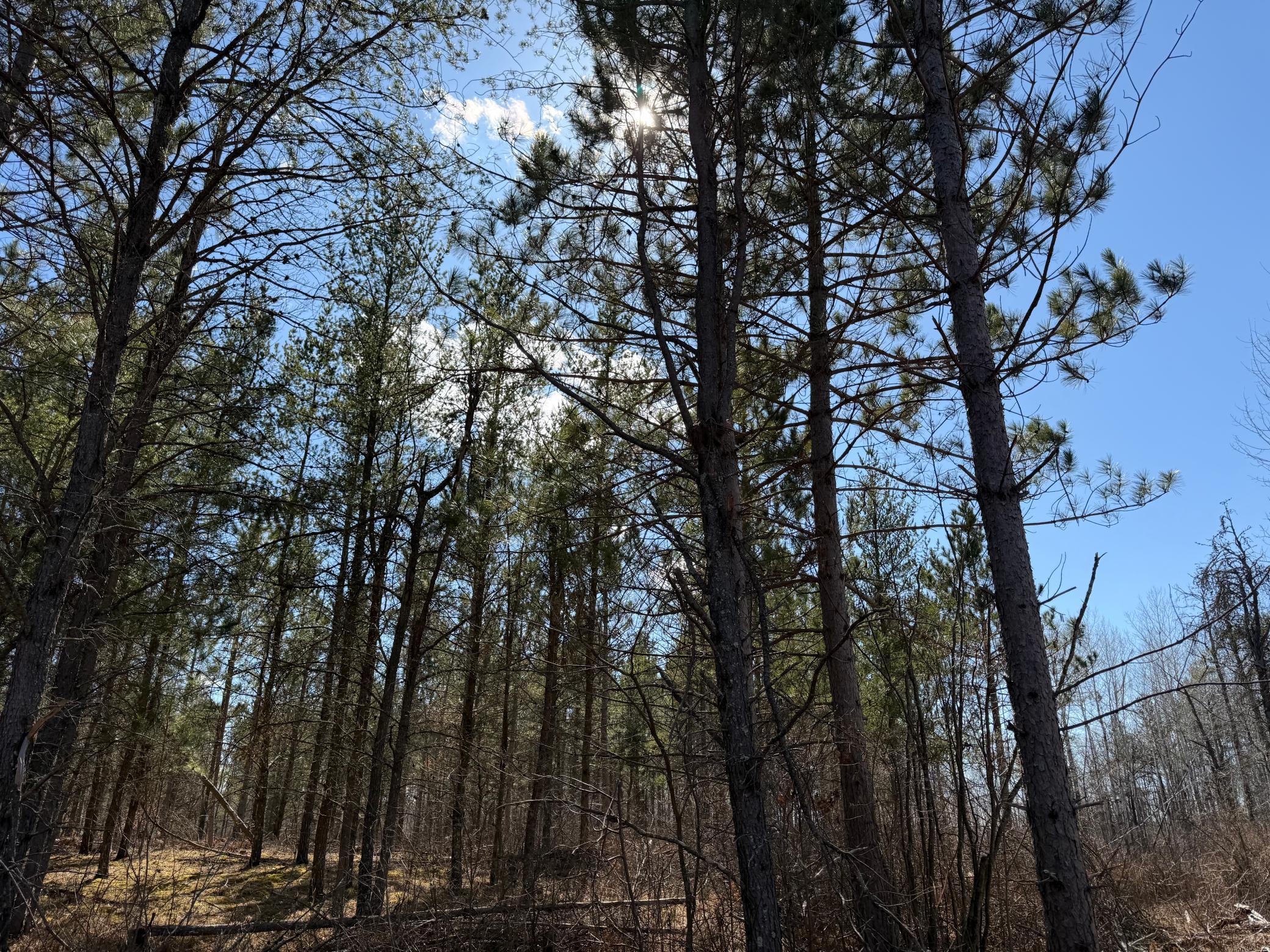 Tbd Anderson Crossing Road Sebeka, MN 56477 - Photo 18 of 55