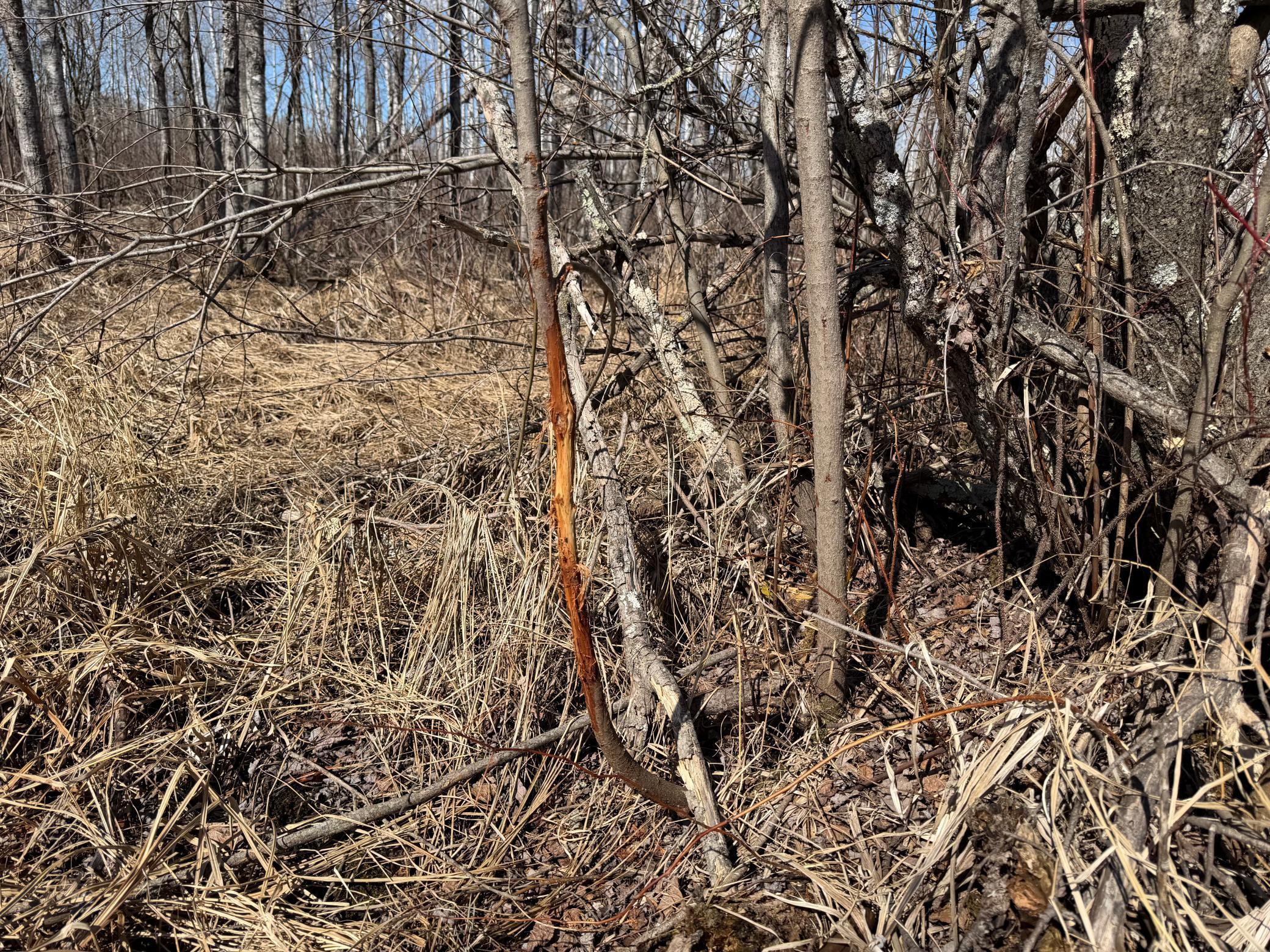 Tbd Anderson Crossing Road Sebeka, MN 56477 - Photo 19 of 55