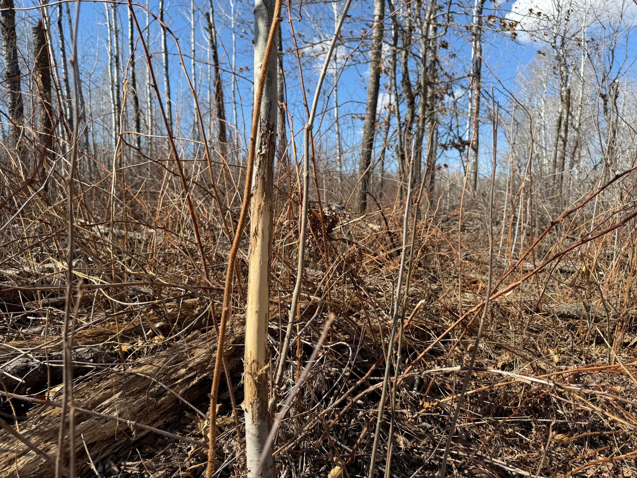 Tbd Anderson Crossing Road Sebeka, MN 56477 - Photo 20 of 55