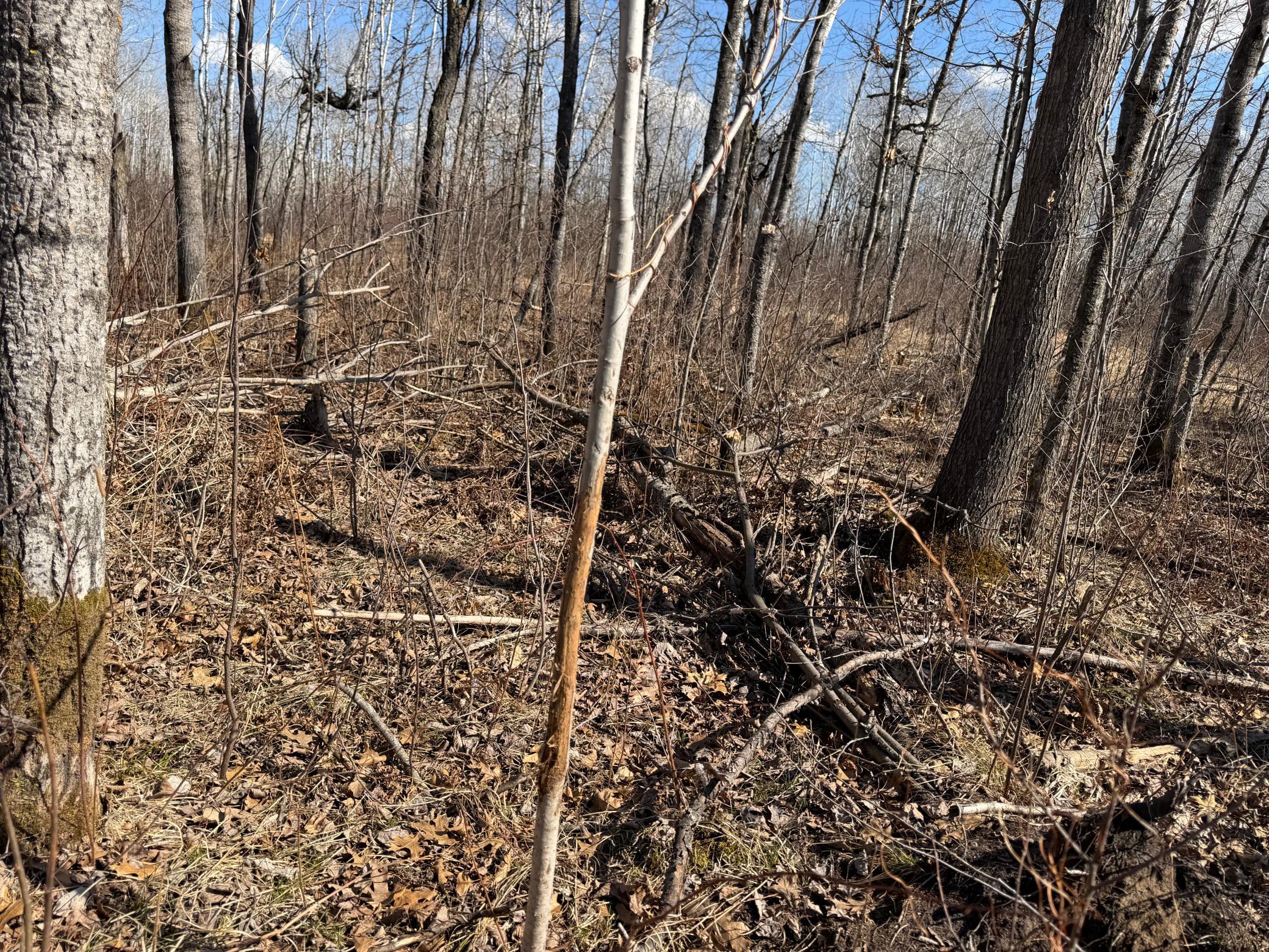 Tbd Anderson Crossing Road Sebeka, MN 56477 - Photo 21 of 55
