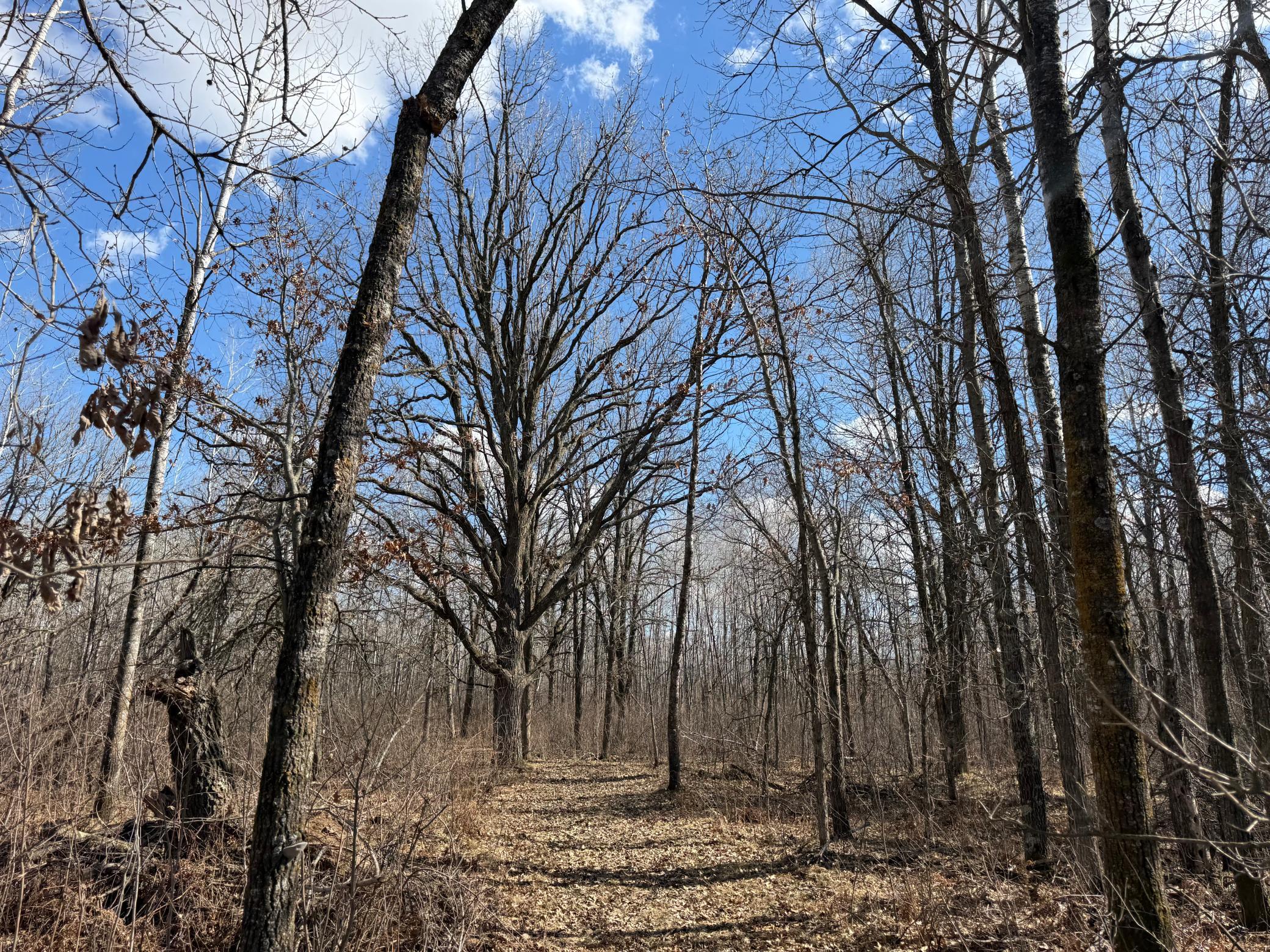 Tbd Anderson Crossing Road Sebeka, MN 56477 - Photo 30 of 55