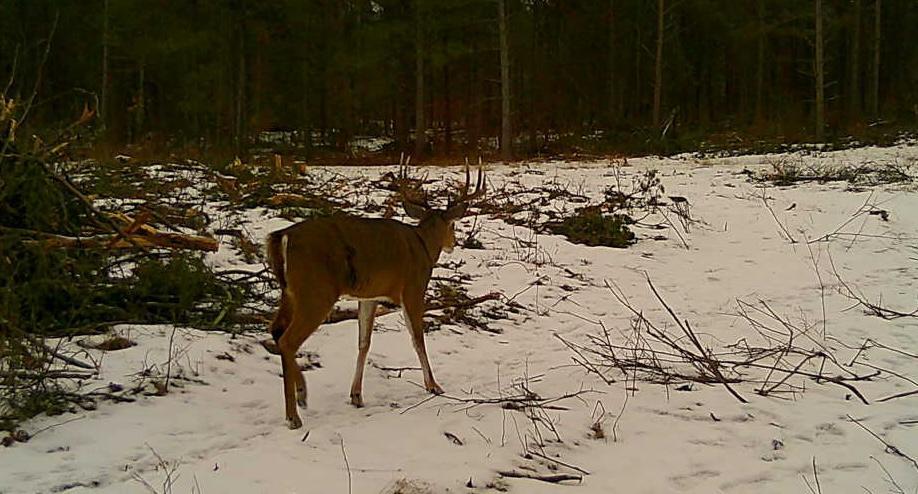 Tbd Anderson Crossing Road Sebeka, MN 56477 - Photo 37 of 55