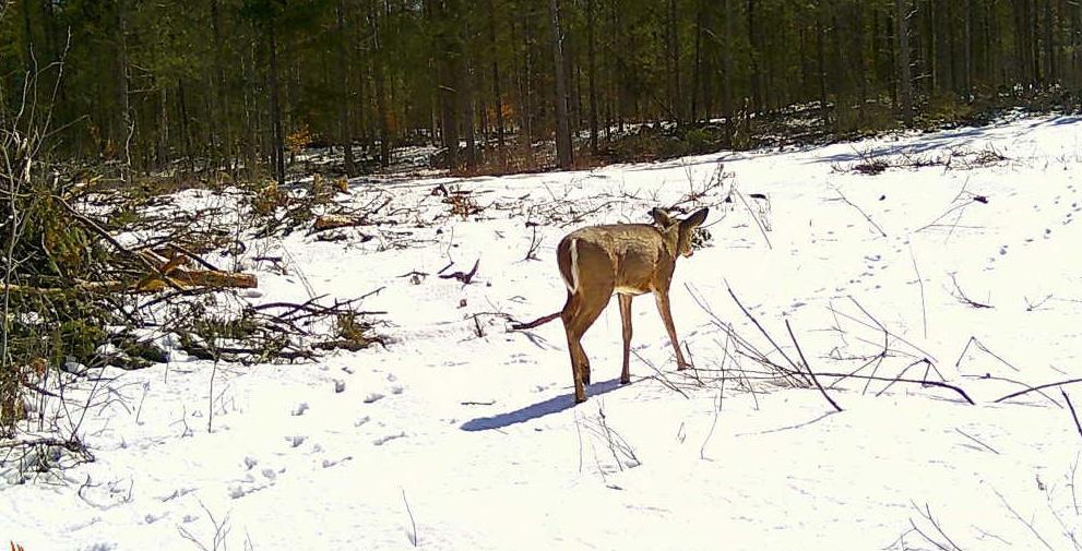Tbd Anderson Crossing Road Sebeka, MN 56477 - Photo 40 of 55
