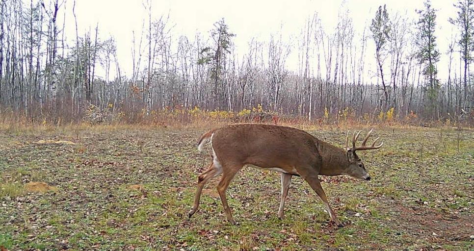 Tbd Anderson Crossing Road Sebeka, MN 56477 - Photo 44 of 55