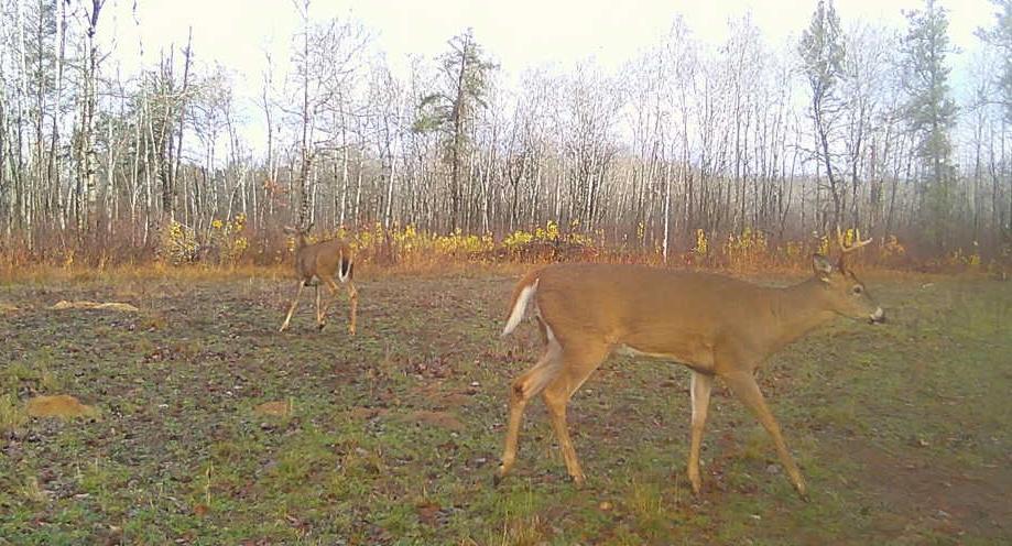 Tbd Anderson Crossing Road Sebeka, MN 56477 - Photo 46 of 55