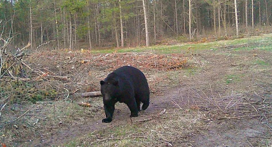 Tbd Anderson Crossing Road Sebeka, MN 56477 - Photo 49 of 55