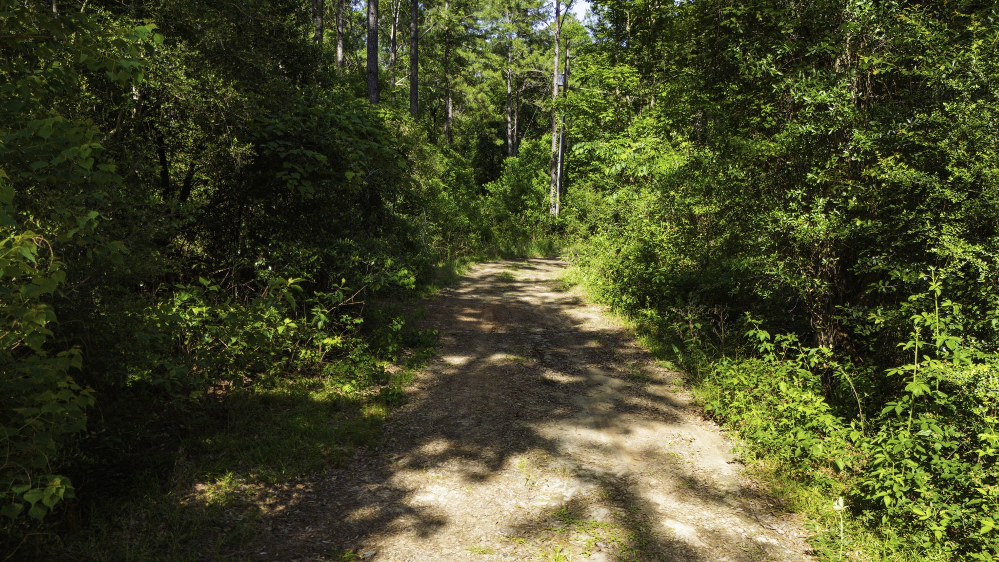 129 County Road 3160 Colmesneil, TX 75938 - Photo 33 of 40 Private road access cleared and maintained to both cabin sites.
