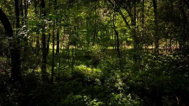 $189,900 | 129 County Road 3160, Colmesneil, TX 75938