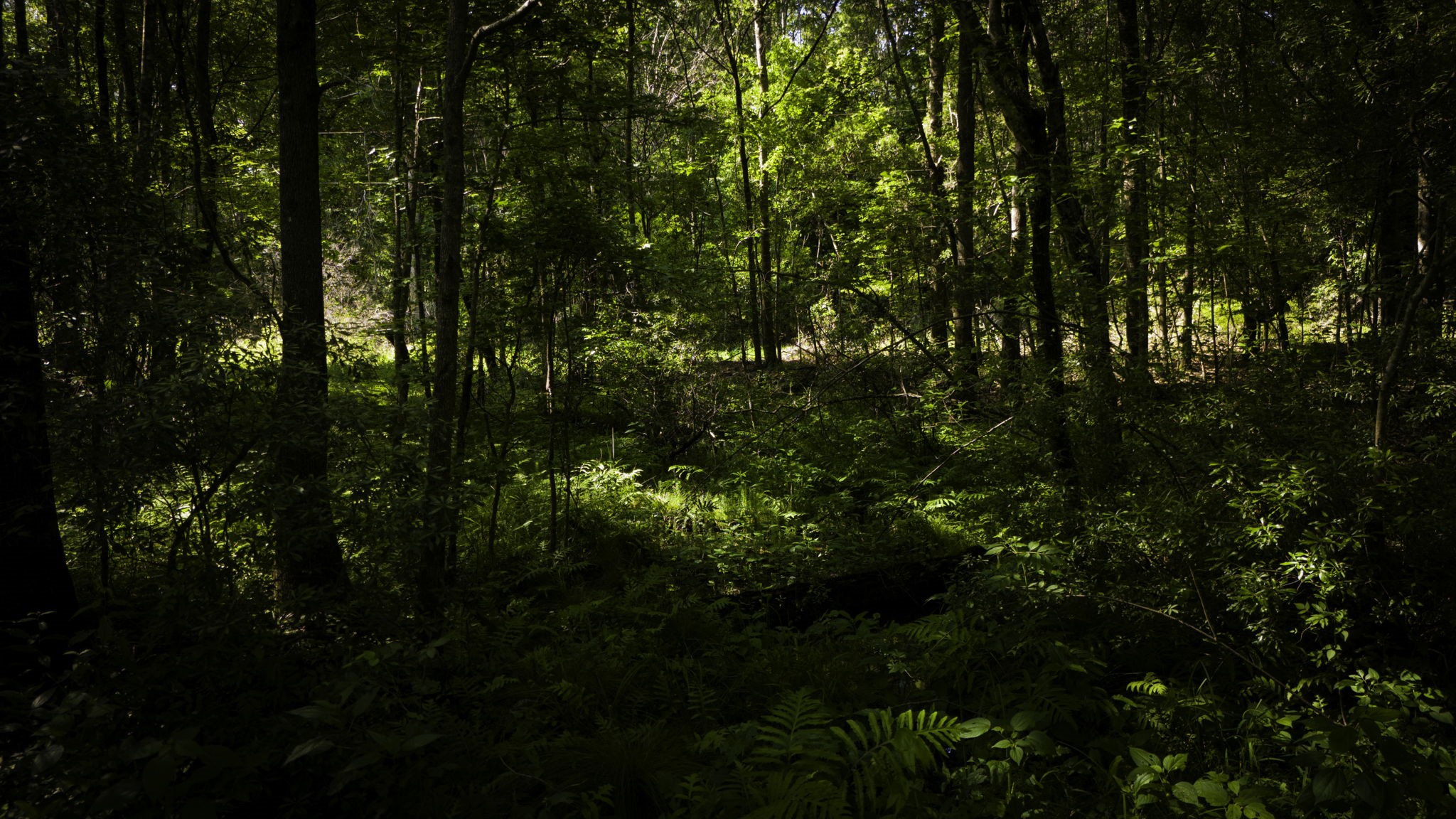 129 County Road 3160 Colmesneil, TX 75938 - Photo 37 of 40 Natural springs with ferns.