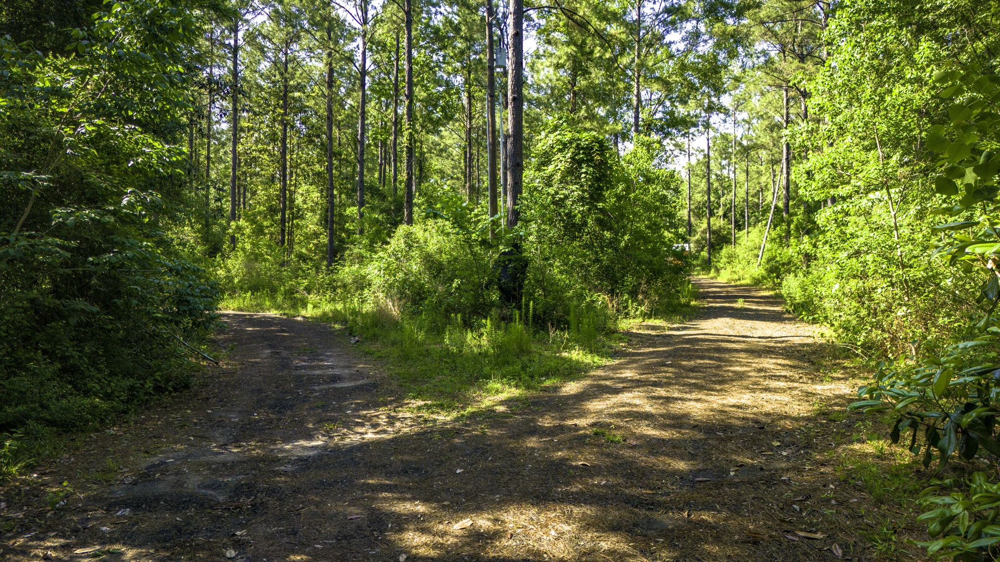 129 County Road 3160 Colmesneil, TX 75938 - Photo 5 of 40 Private road access cleared and maintained to both cabin sites.